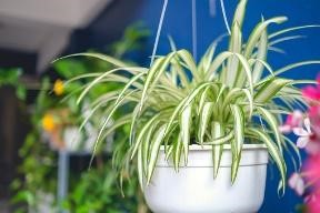 Jardín vertical: las mejores plantas para crear un espacio maravilloso -  Información